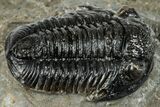 Detailed Gerastos Trilobite Fossil - Morocco #277641-1
